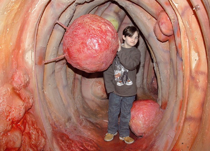 Plastische Darstellung des Enddarms Plastische Darstellung des Enddarms